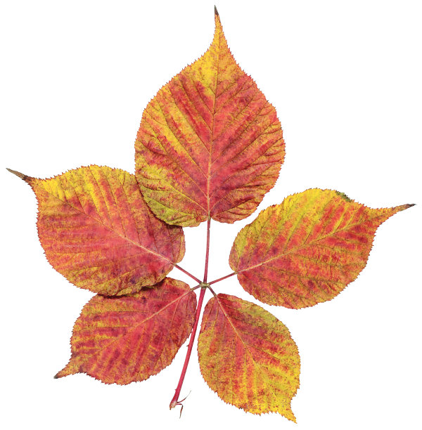 黑莓单叶紫色孤立图片下载