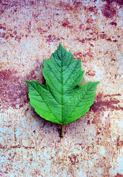 《锈上的绿叶》图片下载