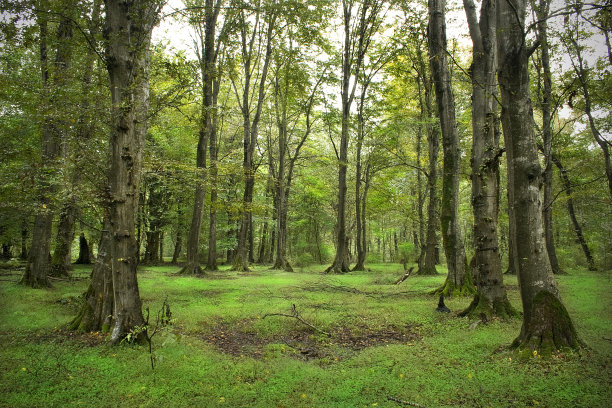 森林里有高大的绿树，森林背景图片下载