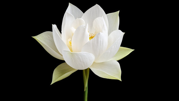 近距离的白色莲花孤立在黑色背景上。图片下载