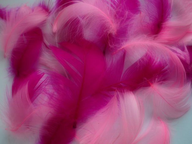 粉红色和深红色的羽毛作为背景。轻盈、弯曲、蓬松的羽毛。火烈鸟羽毛。彩色的羽毛。爱的主题，情人节。图片下载
