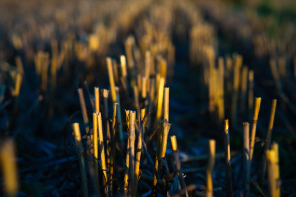 新耕过的田地上的特写照片。秋天的田野在夕阳下。收获的概念。图片下载