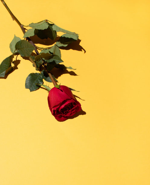 红玫瑰在黄色的背景。图片下载