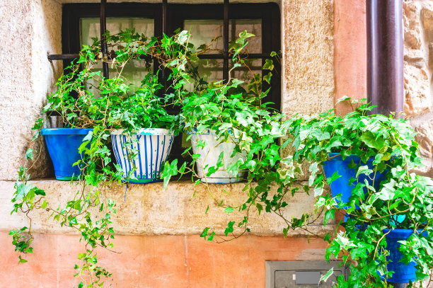 一组精心装饰的花盆在一个典型的欧洲房子的窗户下。旧墙和窗户的背景用装饰性植物装饰图片下载