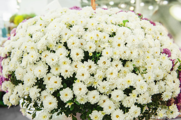 美丽的白菊花作为背景图片。墙纸上贴着菊花，菊花在秋天图片下载