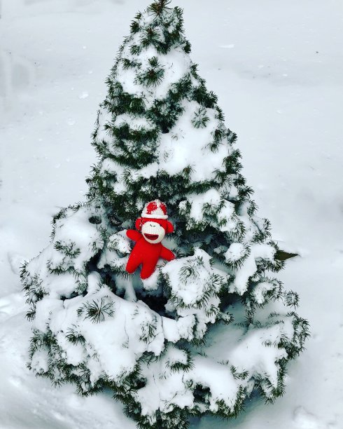 雪树上的袜子猴子图片下载