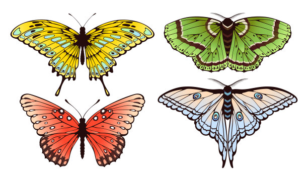 美丽的春天蝴蝶收集孤立在白色图片下载