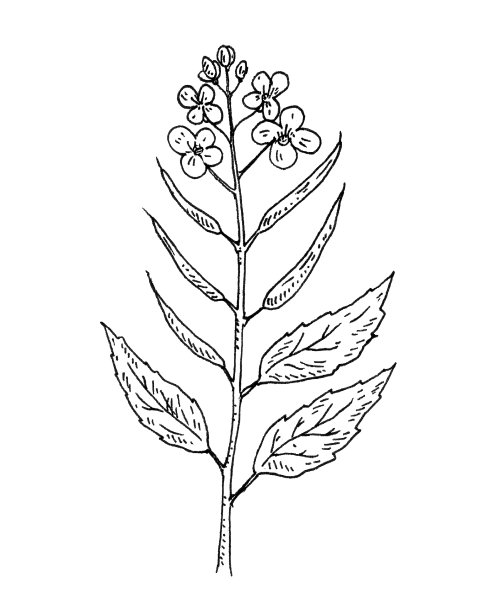 具有叶和花的十字花科植物。的孵化图片下载