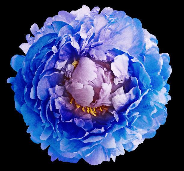 蓝色牡丹花在黑色孤立的背景与剪辑路径。特写镜头。绿色茎上的花。大自然。图片下载