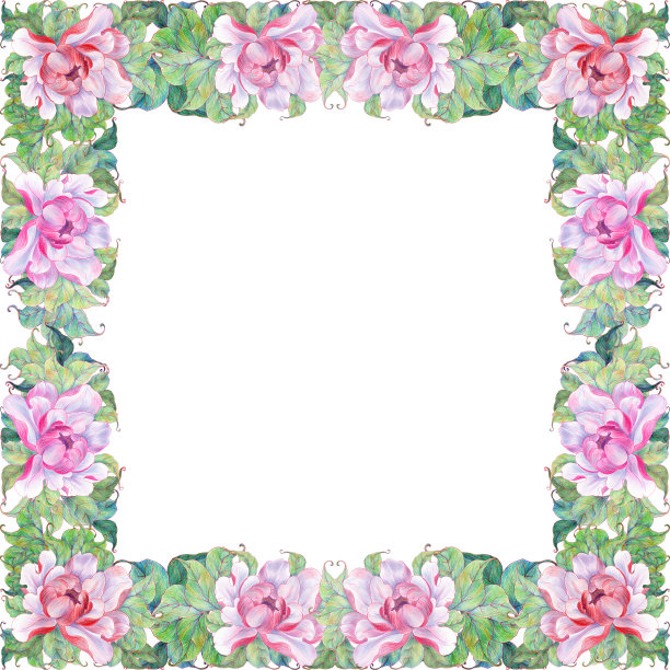 白色背景上的牡丹画框。粉红色牡丹，带叶。在水彩背景上的花，叶和芽的拼贴。花型的一种花图片下载