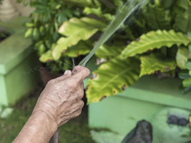 一位老妇人的手拿着一根橡胶软管，堵住了水管的末端，以便用喷雾器给植物浇水。户外或花园环境。图片下载