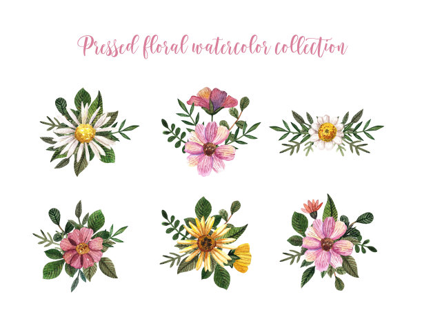 套水彩花卉压安排。绿叶的洋甘菊。浪漫的干野花图片下载