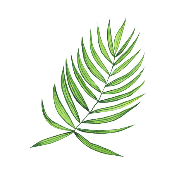 水彩棕榈叶孤立在白色背景。手绘或室内植物插图。适合家居设计，打印，卡片。图片下载