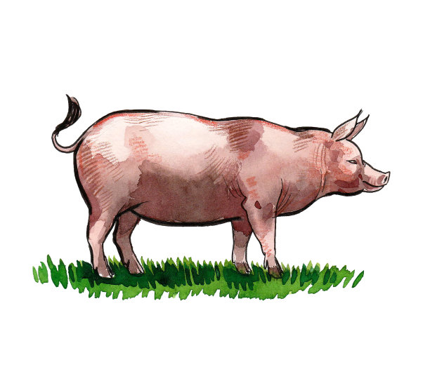 大的粉红色的猪图片下载