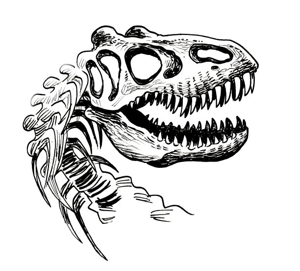 霸王龙头骨图片下载