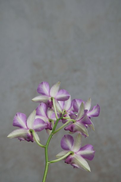 盛开的石斛兰兰花。后视图。粉色兰花。空间复制。蓝色背景图片下载