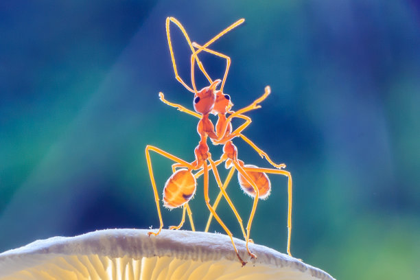 蚂蚁或翡翠图片下载