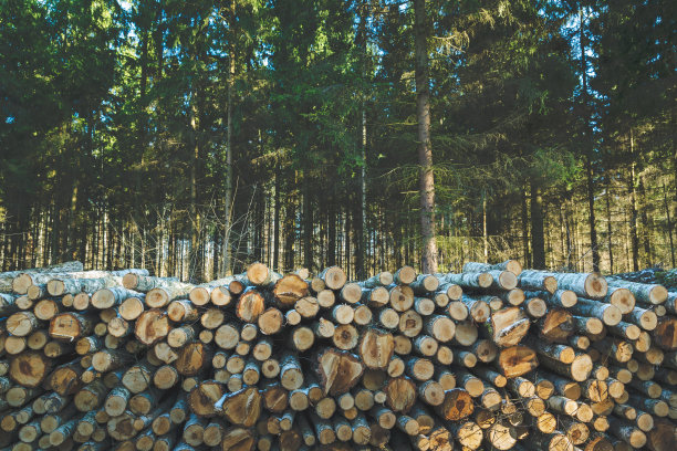 在针叶林中劈开的一堆原木图片下载