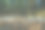 在针叶林中劈开的一堆原木图片下载