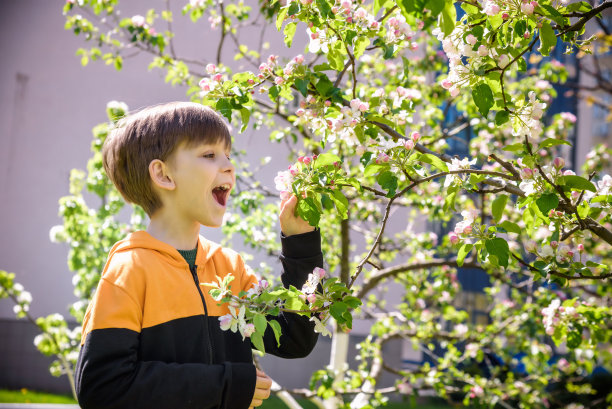 那个男孩在春天的花园里看着苹果花图片下载