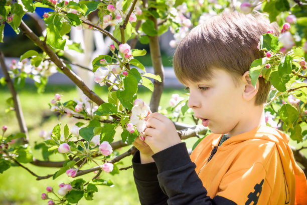 那个男孩在春天的花园里看着苹果花图片下载