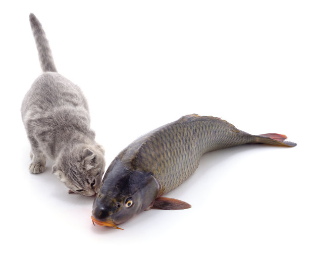 猫和鱼。图片下载