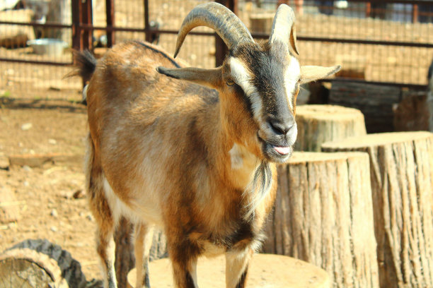 山羊正对着相机摆姿势。特写镜头。背景。图片下载