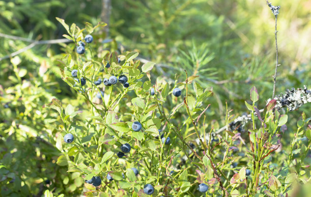 森林里红色叶子的蓝莓灌木-秋天的背景图片下载
