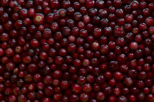 小红莓，越橘，越橘，狐莓，光滑的红色成熟图片下载