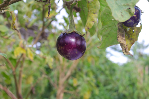 印尼当地的农民正在田里田里准备收获紫圆茄子图片下载