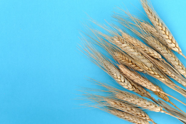 纸的底部与麦穗图片下载