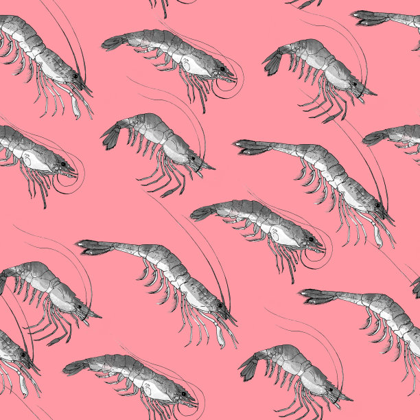 虾。虎虾，海鲜配料，孤立，水彩插图上白色。模式图片下载