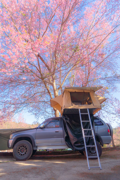 汽车露营帐篷与樱花盛开的树，富朗罗国家公园，富欣荣克拉国家公园，泰国。自然景观。春天的粉红色。旅游的生活方式。图片下载