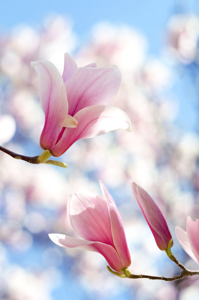 美丽的木兰树在春天开花。金玉兰花迎夕阳光。图片下载