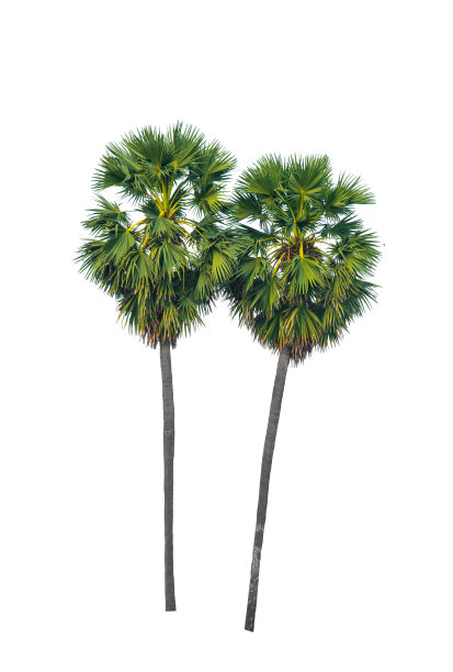 孤立在白色背景上的椰子树。包括剪切路径。图片下载