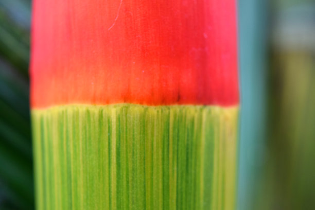 园林装饰竹图片下载