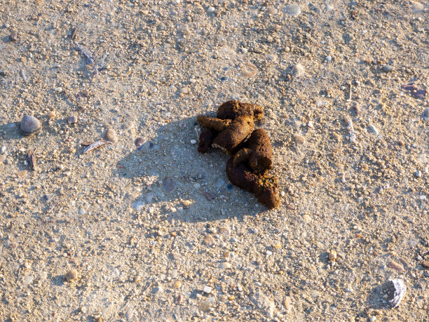 狗在街上拉屎。不卫生的概念图片下载