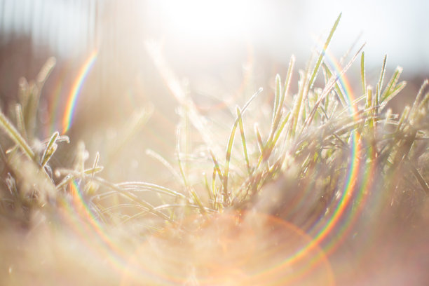 特写模糊的自然背景全景图，冬天的冻草和冰树枝素材图片