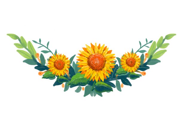 向日葵水彩插图在白色的背景。图片下载