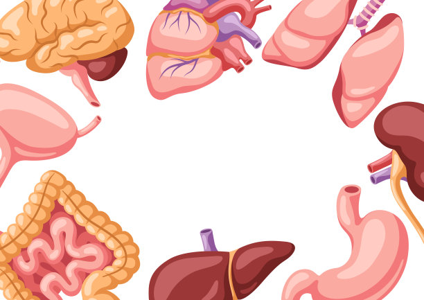 内脏背景。人体解剖学。医疗保健和医疗设计。图片下载