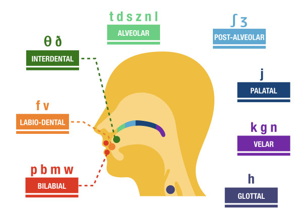 发音的主要部位图片下载