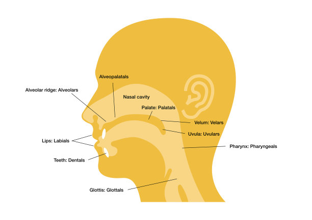 发音的主要部位图片下载