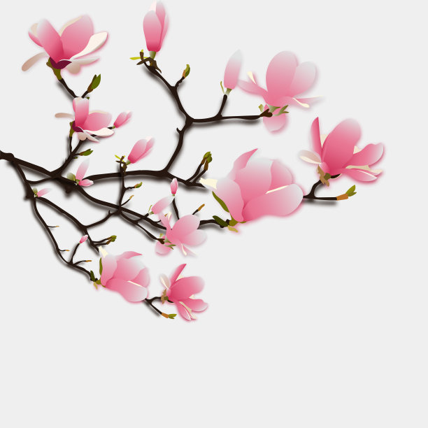 盛开的樱花。春天的背景。每股收益10向量。图片下载