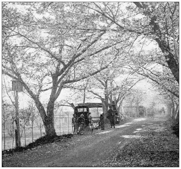 日本古色古香的旅行照片:花树路图片下载