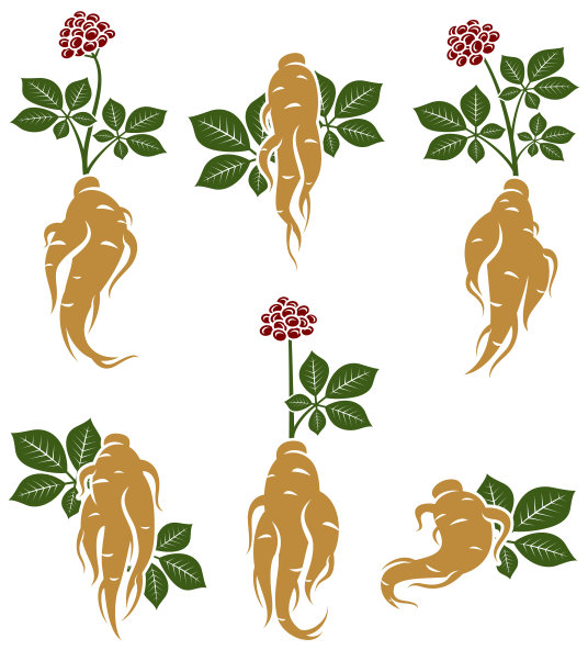 红参。收藏偶像红参。向量图片下载