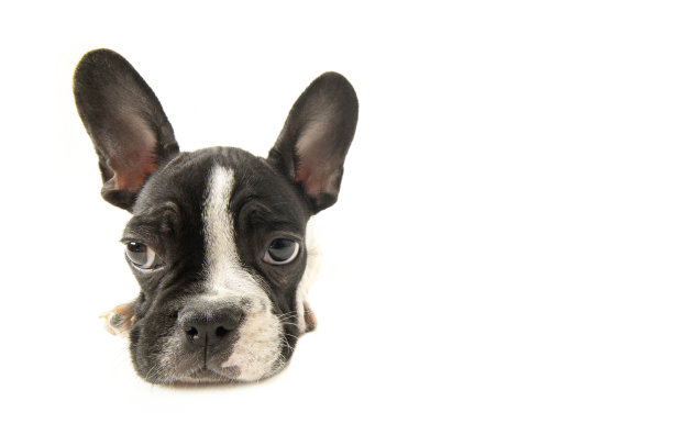 法国斗牛犬坐在白色背景上图片下载