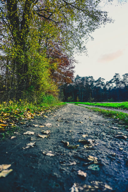 秋天的一条小路，靠近森林和田野。图片下载