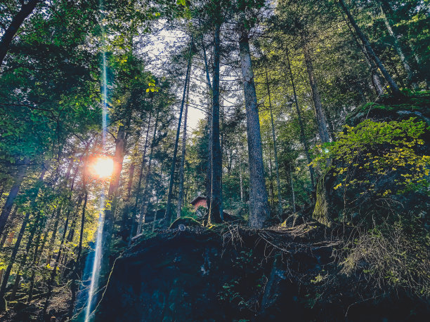 有老树的黑色森林。图片下载