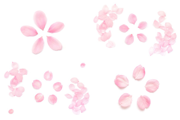 樱花孤立日本天然粉红色，花瓣白色，背景，春天抽象摄影图片下载