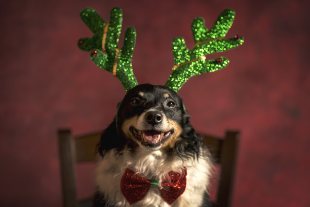 圣诞节，一只戴着假角的狗的特写图片下载